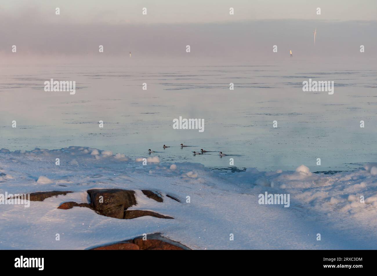 Oiseaux nageant parmi la glace un matin extrêmement froid au bord de la mer à Pori, Finlande Banque D'Images
