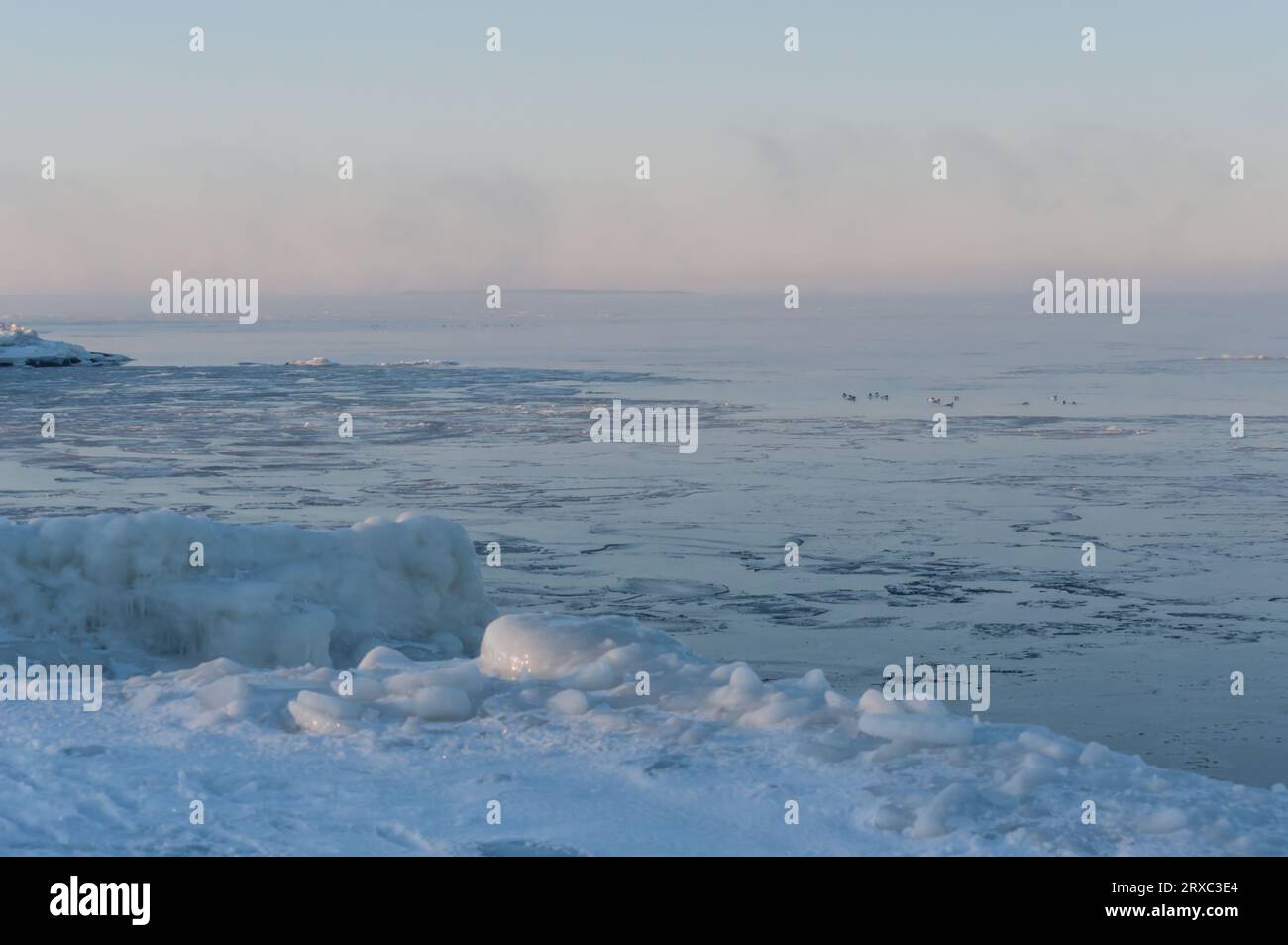 Oiseaux nageant parmi la glace un matin extrêmement froid au bord de la mer à Pori, Finlande Banque D'Images
