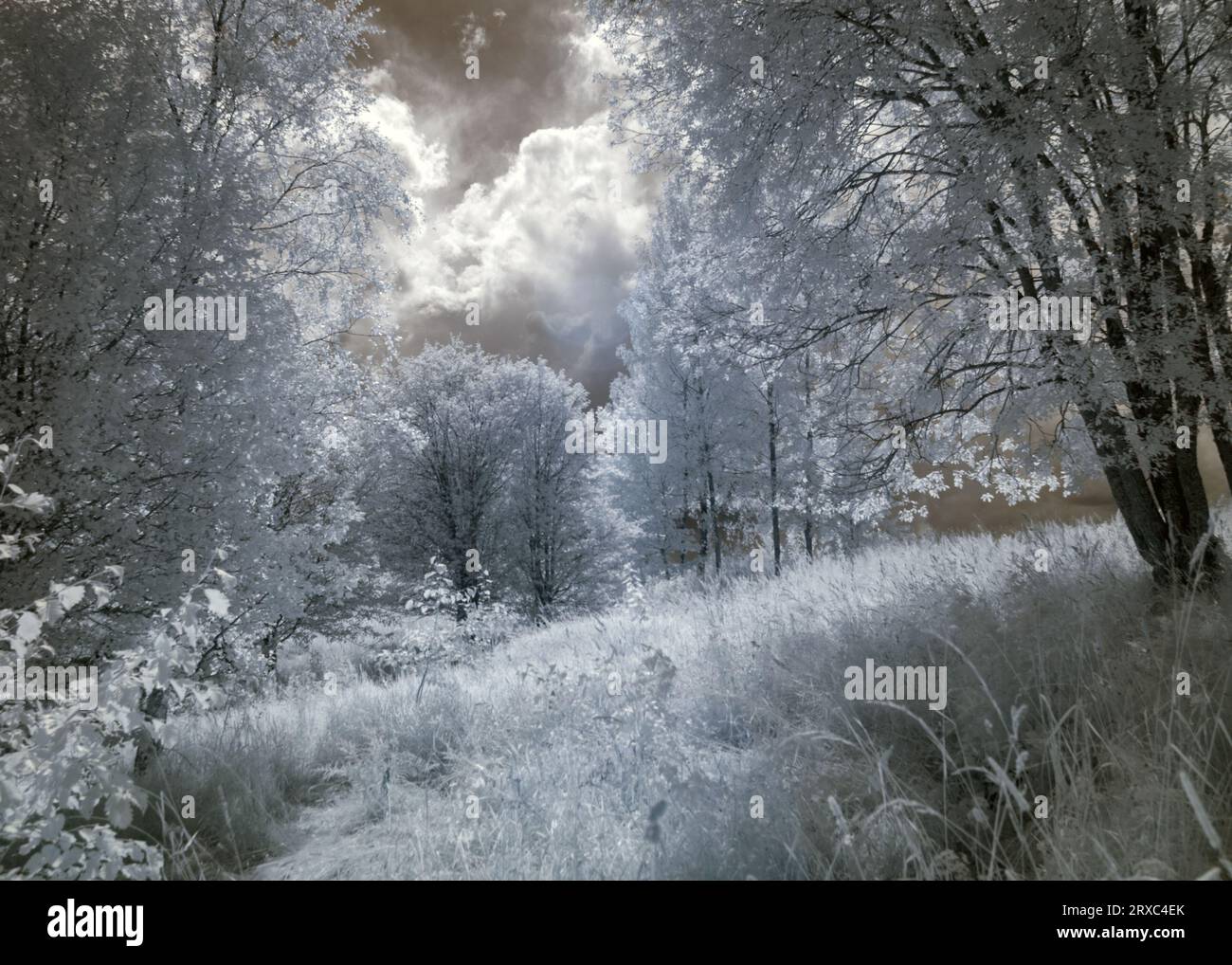 paysage abstrait photographié avec filtre infrarouge, les arbres ressemblent à en hiver, de beaux cumulus nuages, paysage surréaliste Banque D'Images