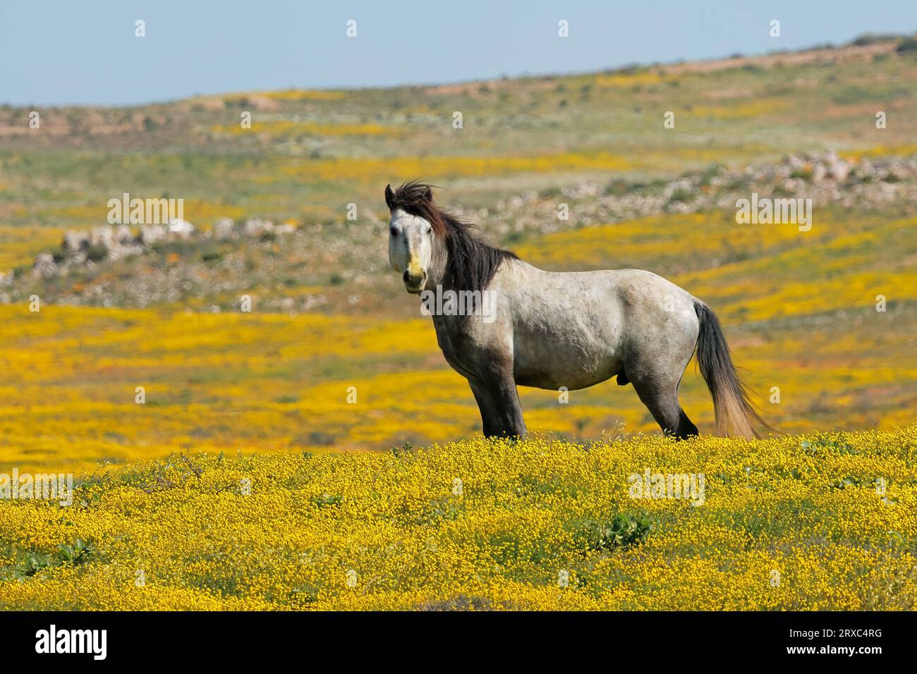Un cheval en liberté debout dans un champ aux fleurs sauvages jaunes, Namaqualand, Afrique du Sud Banque D'Images