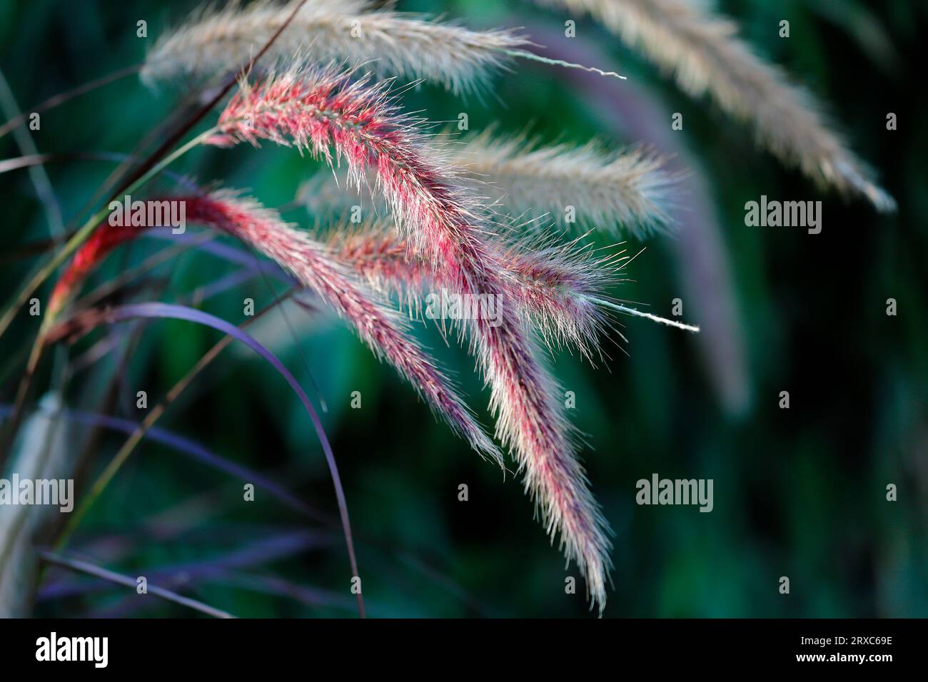 Gros plan de l'herbe cramoisi sur le champ printanier. Macrophotographie de nature vivante. Banque D'Images
