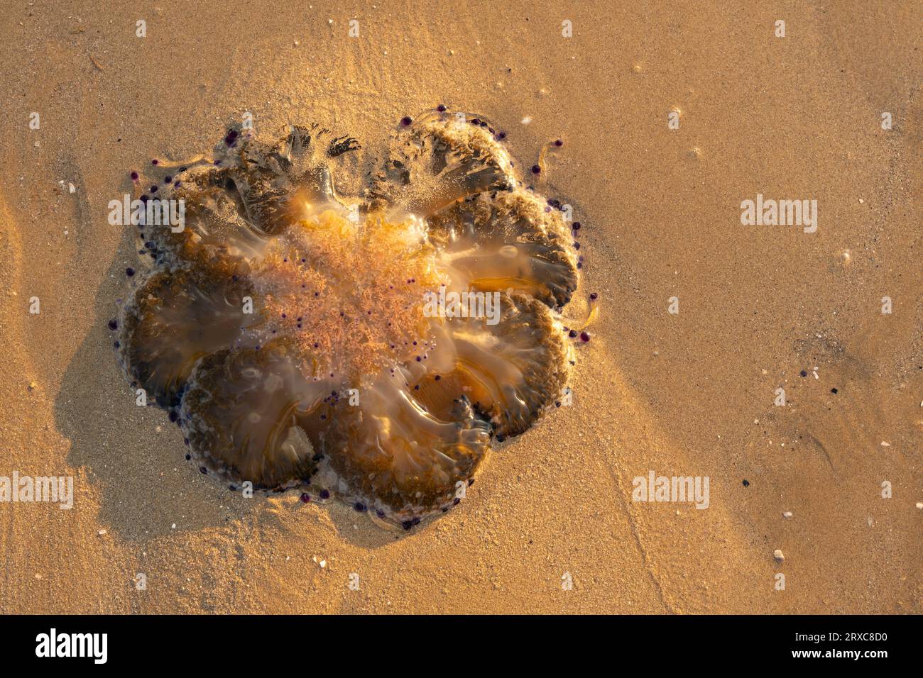 Les méduses nagent en eau peu profonde dans la mer par une journée ensoleillée. Banque D'Images