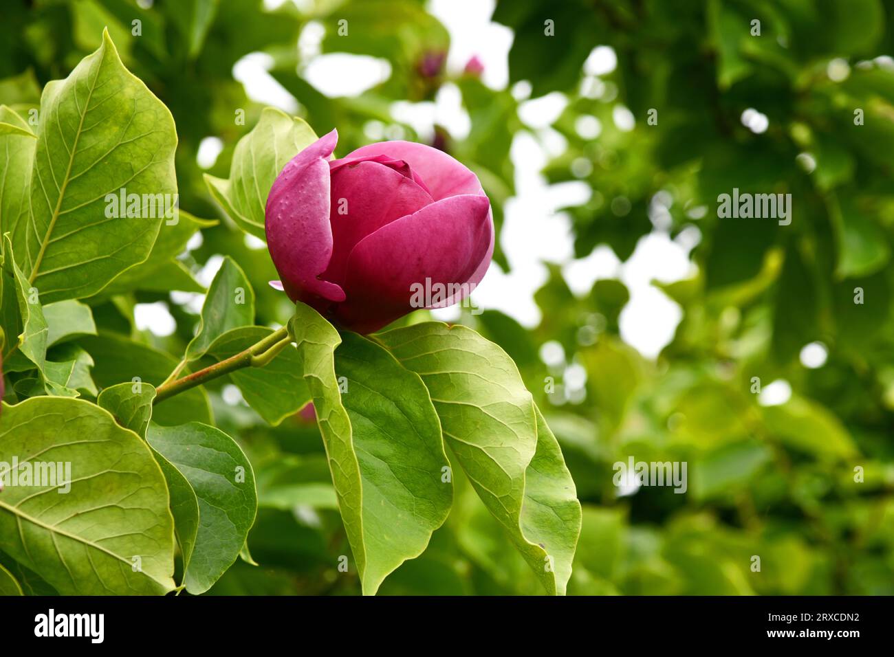 Tulip magnolia Lennei en août Banque D'Images