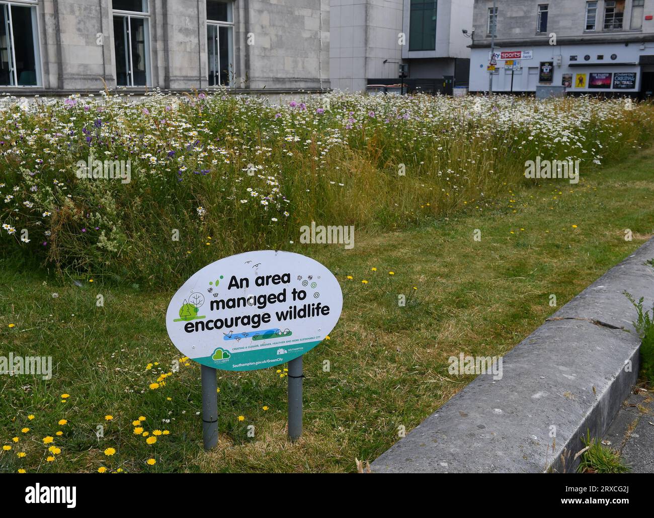 Une zone laissée à cultiver pour gérer et encourager la faune dans le centre de la ville de Southampton avec un panneau expliquant pourquoi il est envahi par la végétation. Banque D'Images