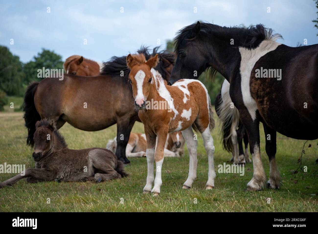 Un rassemblement de poneys de la Nouvelle forêt avec 3 poulains adorables dont l'un se tenait à la recherche de la caméra et d'autres posés sur le sol parmi le cheval family.England Hampshire Banque D'Images