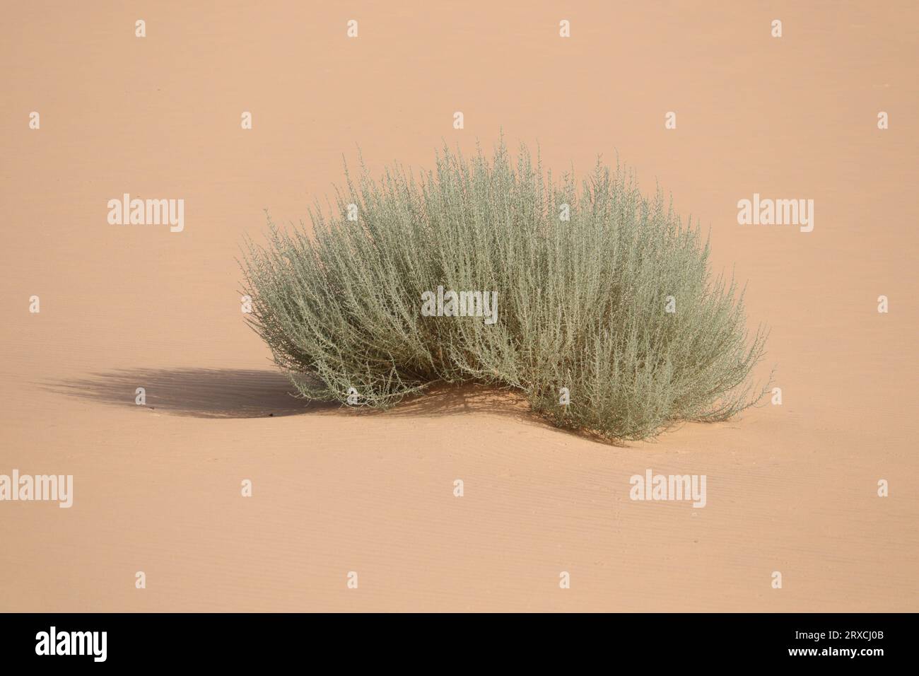 Plante du désert (Cornulaca monacantha) près d'Assouan, Égypte Banque D'Images