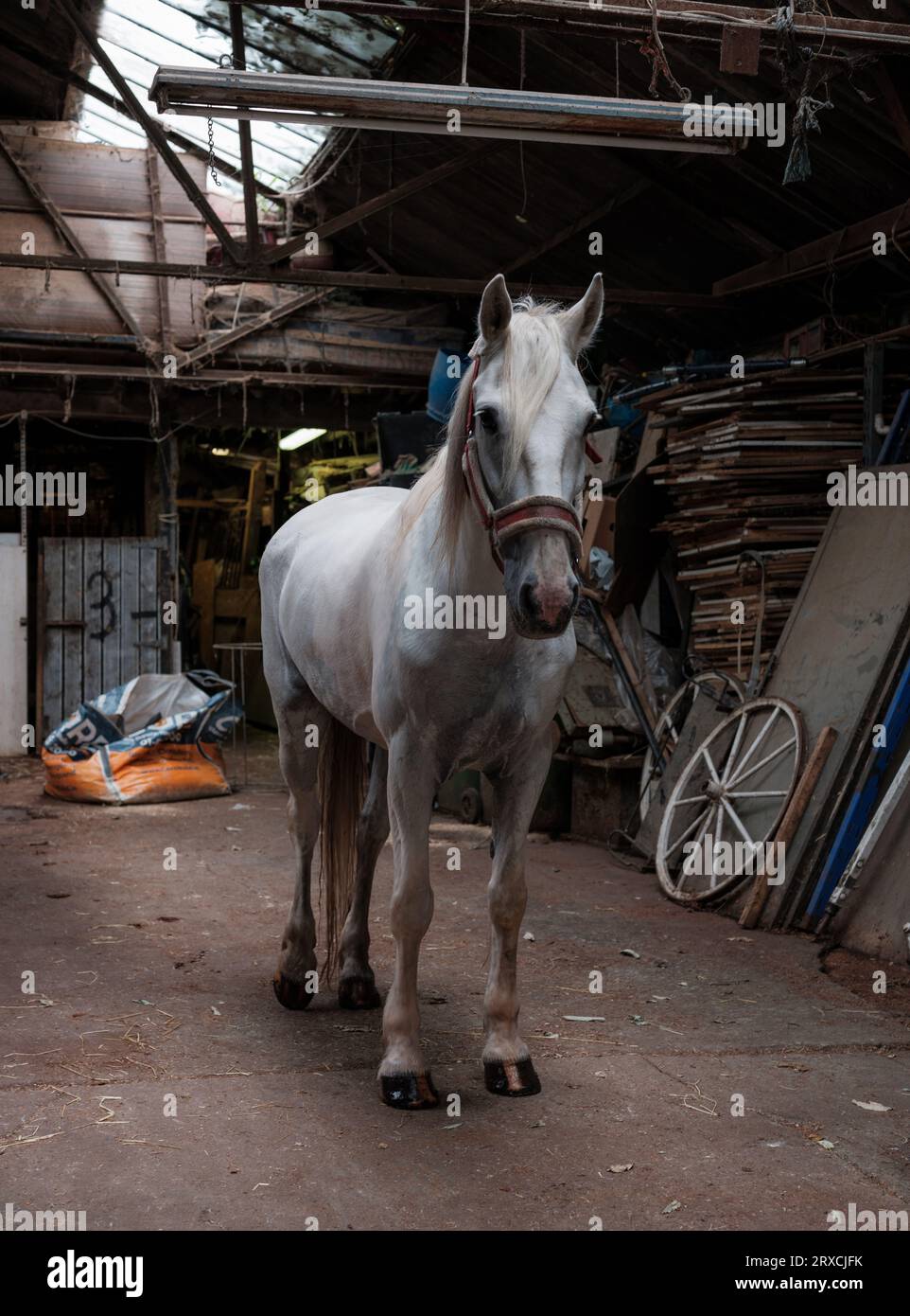 Un cheval dans une écurie de Dublin, Irlande. Banque D'Images