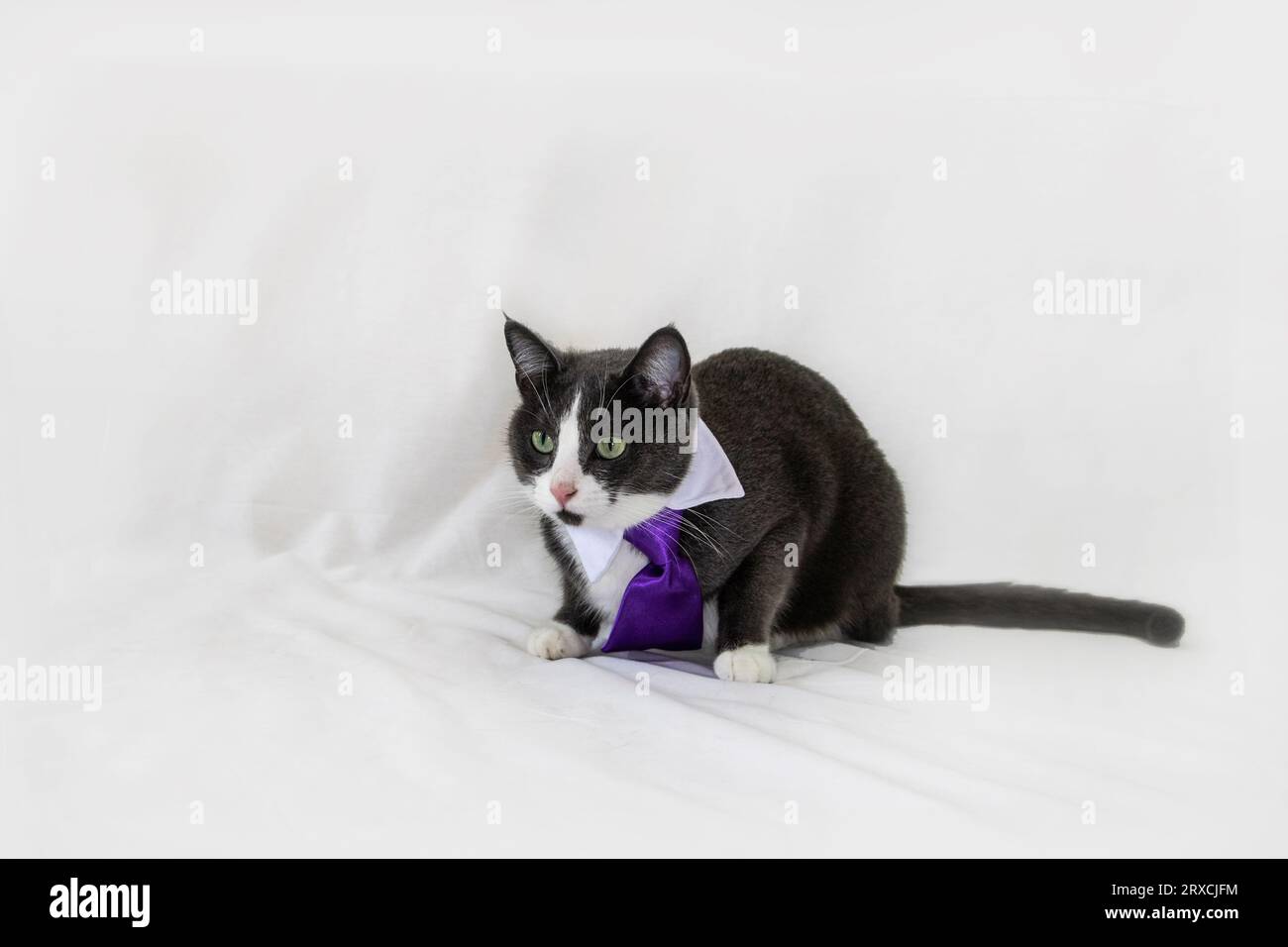 chat d'affaires portant une cravate violette Banque D'Images