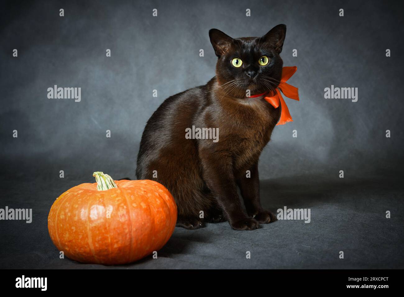 Chat birman et citrouille sur Halloween, portrait de chat birman brun avec ruban orange, animal mignon assis sur fond gris dans les vacances d'Halloween en studio. Banque D'Images