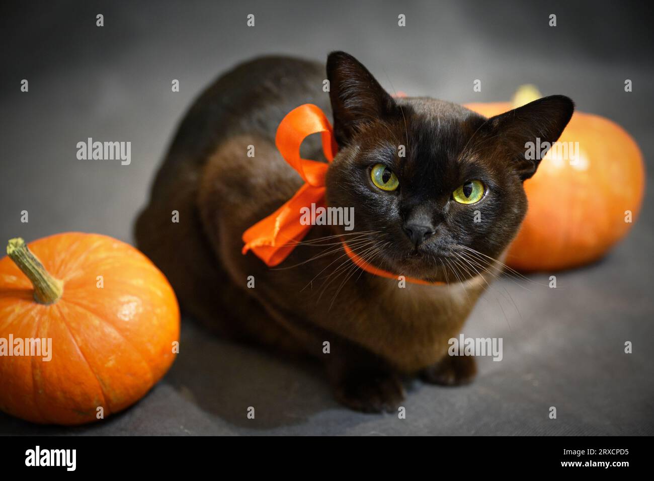 Chat birman dans le ruban orange et citrouilles sur Halloween, portrait de chat birman brun, animal de compagnie mignon à la fête d'Halloween sur fond de studio gris. Hallowen, Banque D'Images