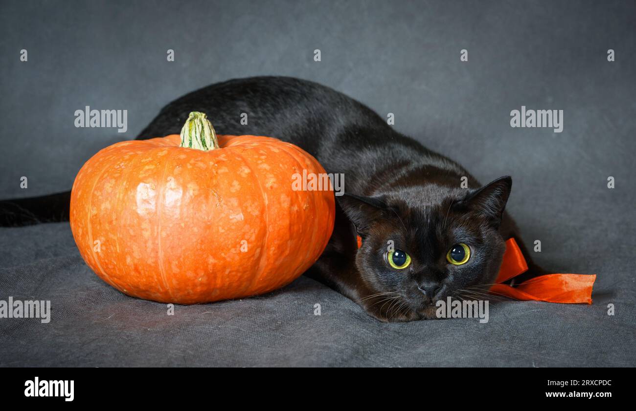 Chat birman et citrouille sur les vacances d'Halloween, portrait de chat birman brun avec ruban orange, animal mignon à la fête d'Halloween. Hallowen, animal, studio, A. Banque D'Images