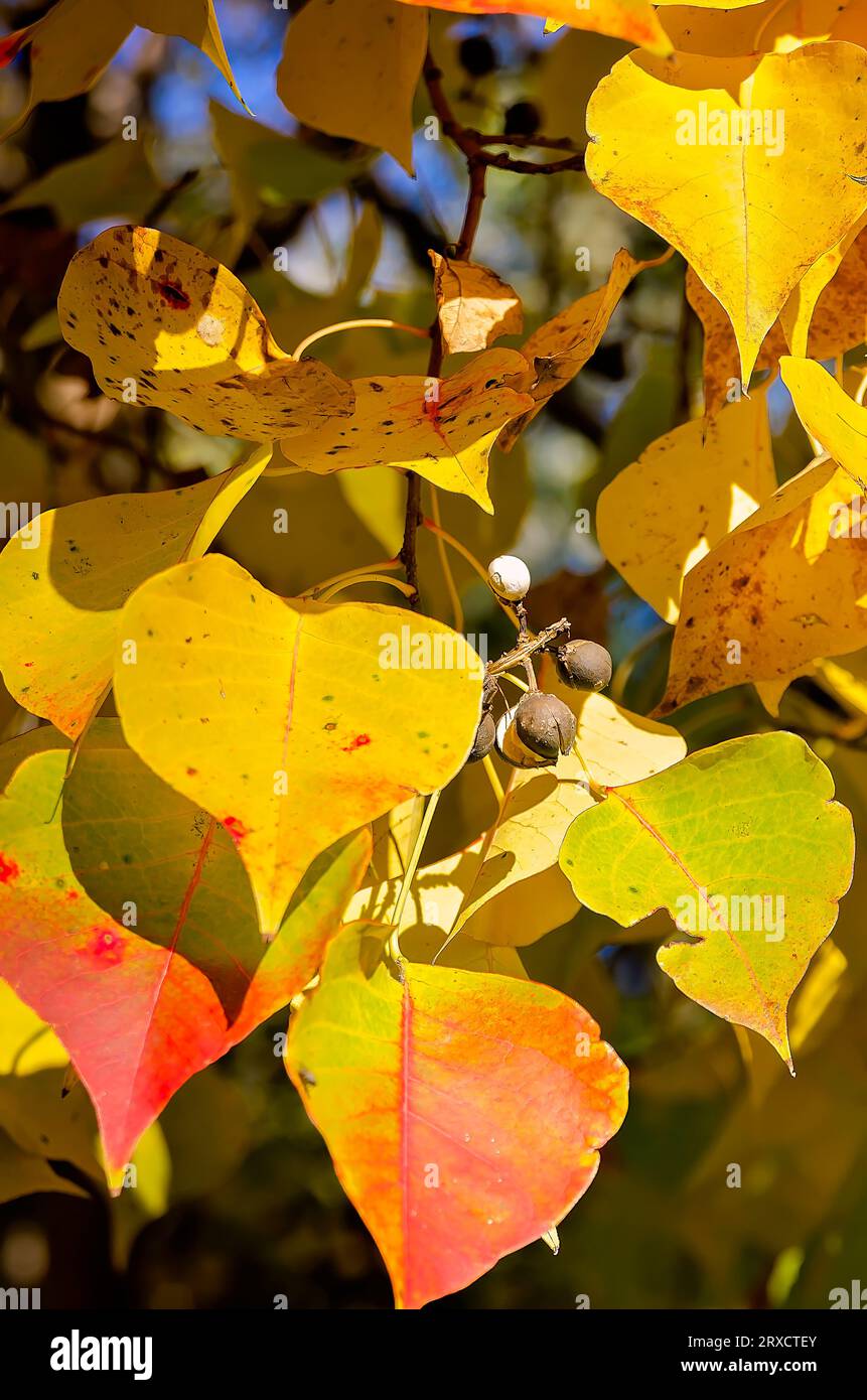 Le suif chinois (Triadica sebifera) est photographié en automne, le 23 novembre 2012, à Dauphin Island, en Alabama. Le suif chinois est également appelé arbre à pop-corn. Banque D'Images