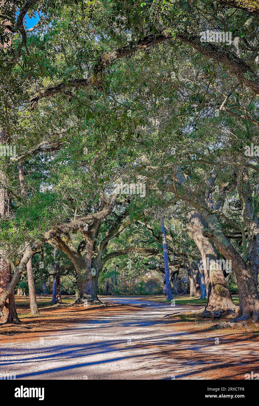 Des chênes vivants sont photographiés à Cadillac Square, le 23 novembre 2012, à Dauphin Island, en Alabama. Banque D'Images