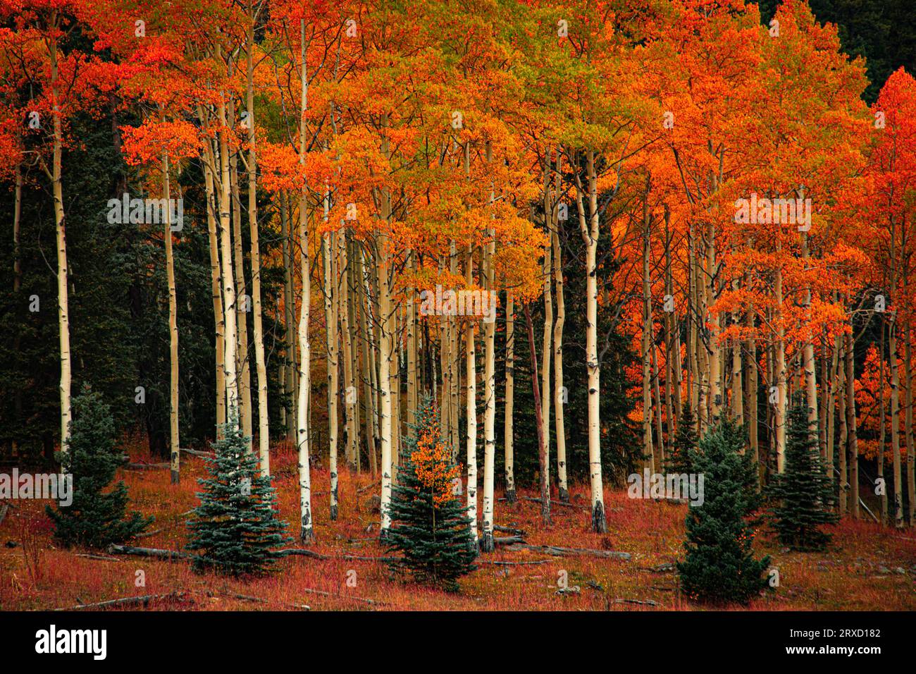 L'automne dans le Colorado Banque D'Images