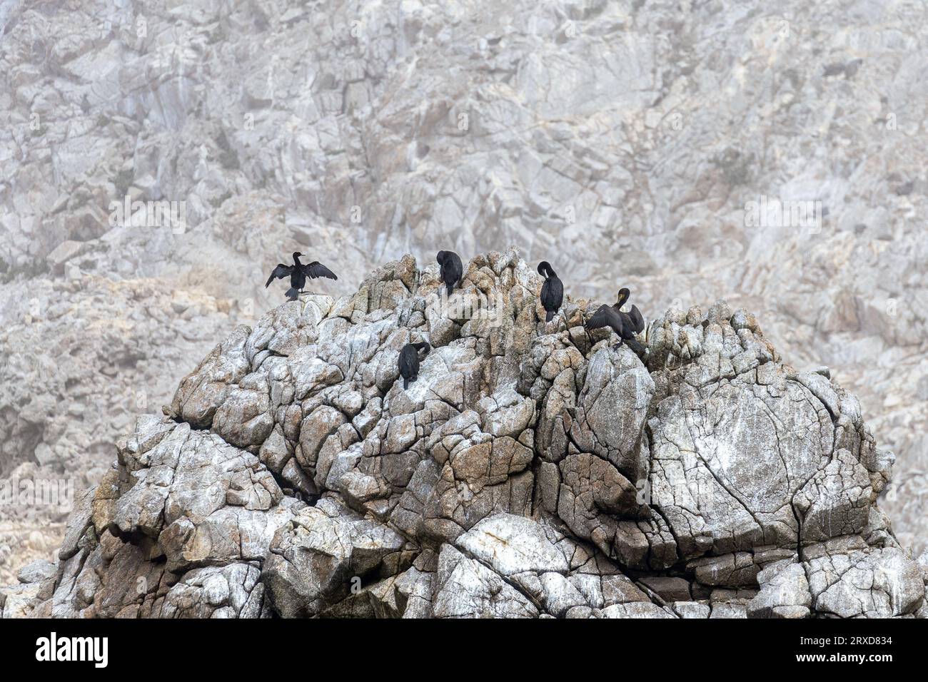 Petit groupe de cormorans à double crête (Phalacrocorax auritus) prenant le soleil et se préenfonçant sur un éperon rocheux dans les îles Farallon. Banque D'Images