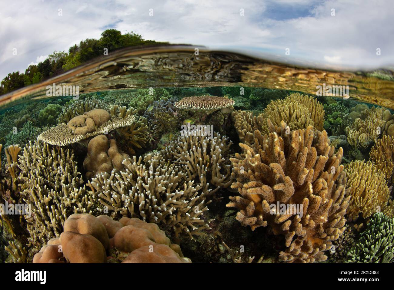 Un récif corallien sain et peu profond prospère à Raja Ampat, en Indonésie. Cette région tropicale isolée abrite une extraordinaire biodiversité marine. Banque D'Images