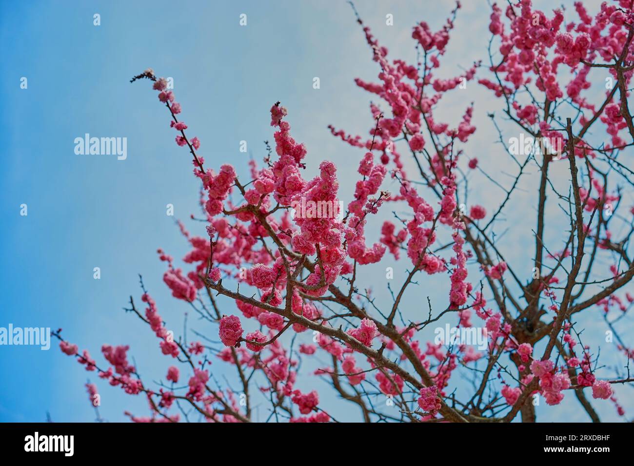 Par une chaude journée de printemps, sous le ciel bleu, fleurs de prunier rouges en fleurs Banque D'Images