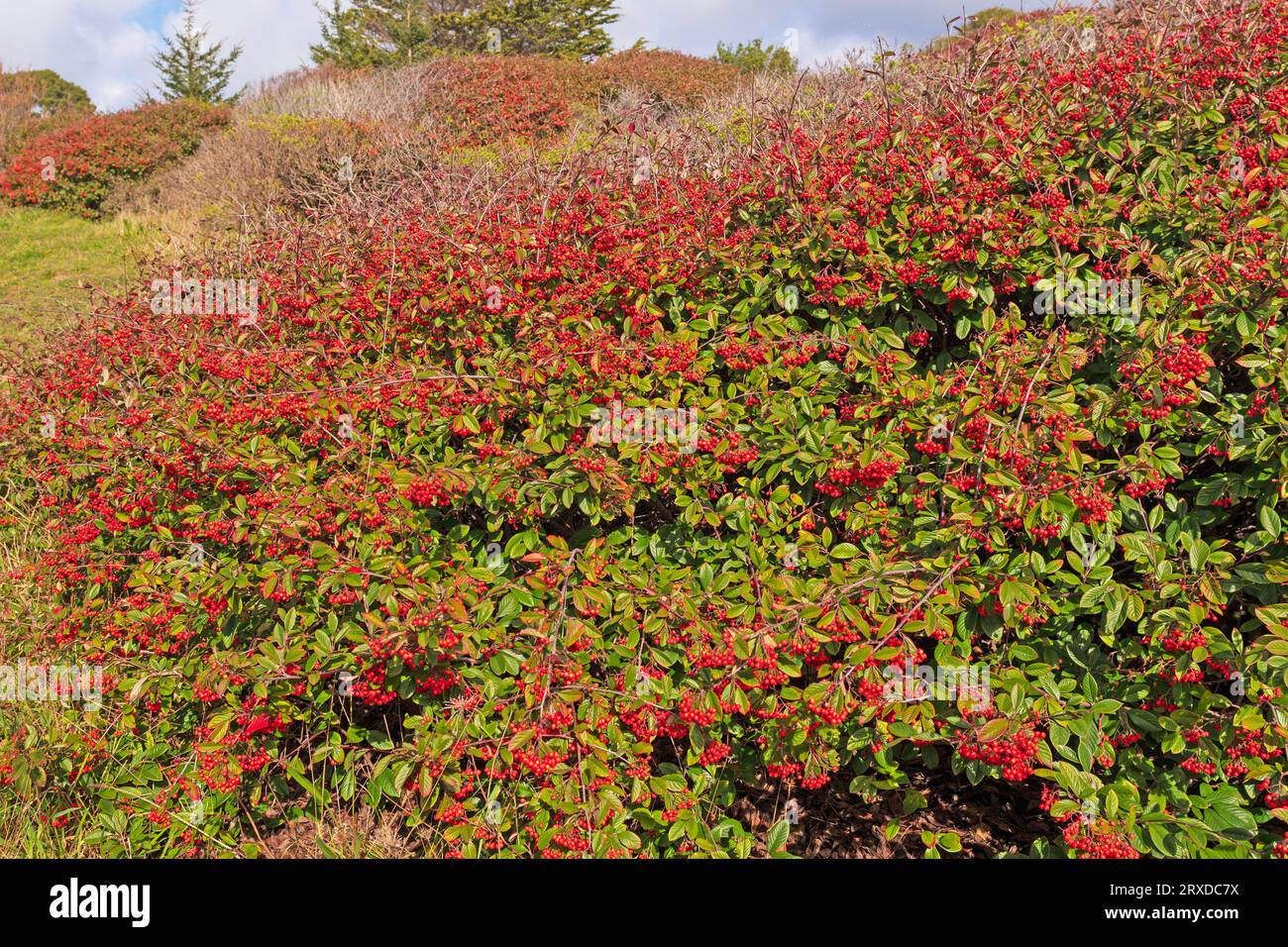 Explosion de baies rouges sur la côte californienne à Trinidad State Beach. Banque D'Images