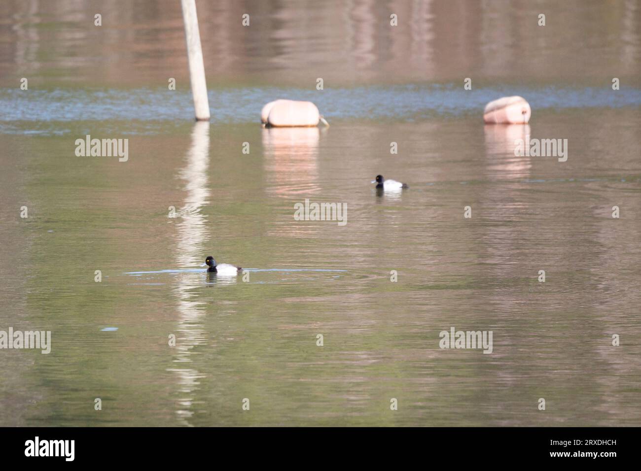 Deux canards moins affreux (Aythya affinis) nageant près d'une bouée Banque D'Images