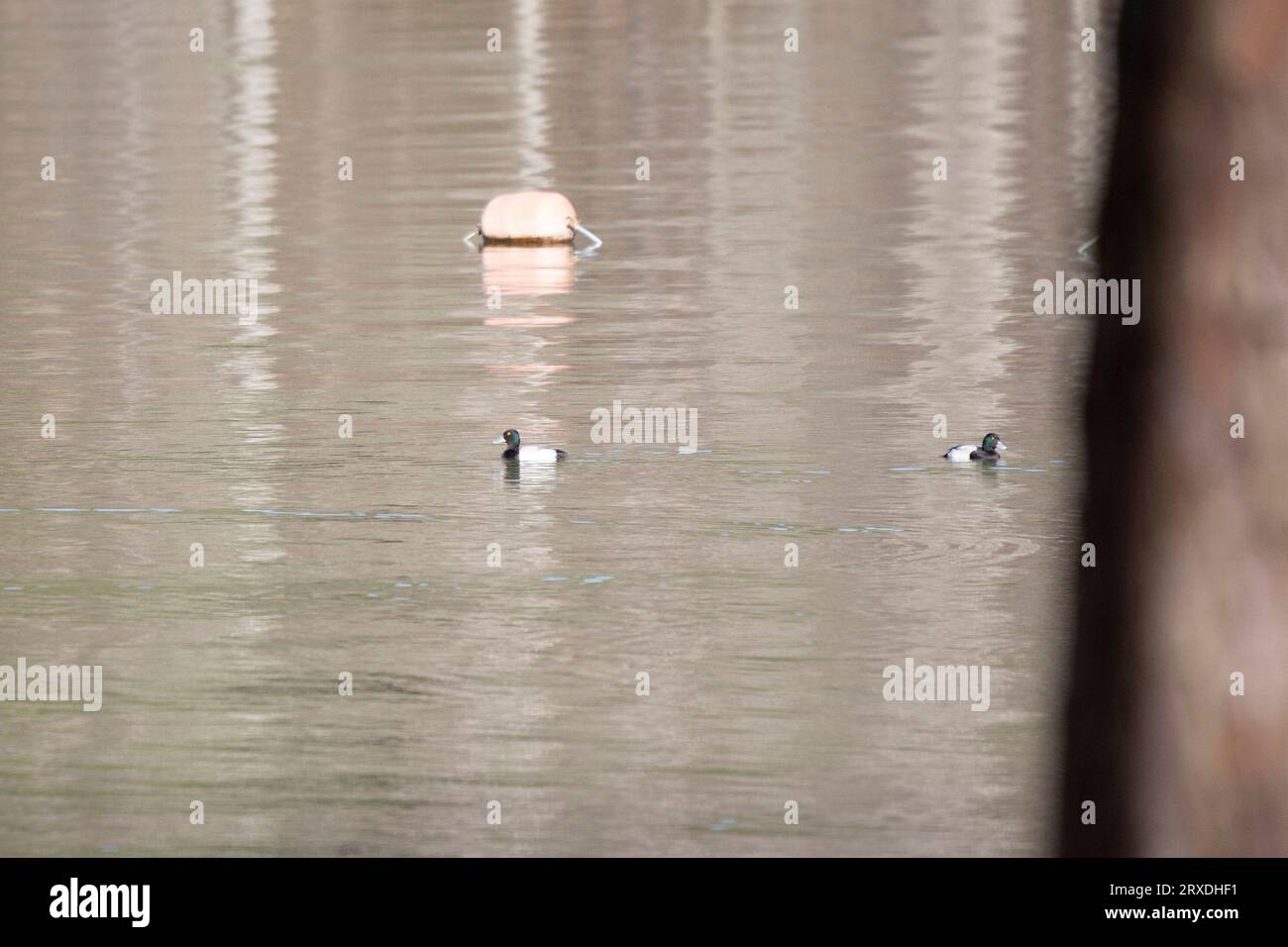 Deux canards moins affreux (Aythya affinis) nageant près d'une bouée Banque D'Images