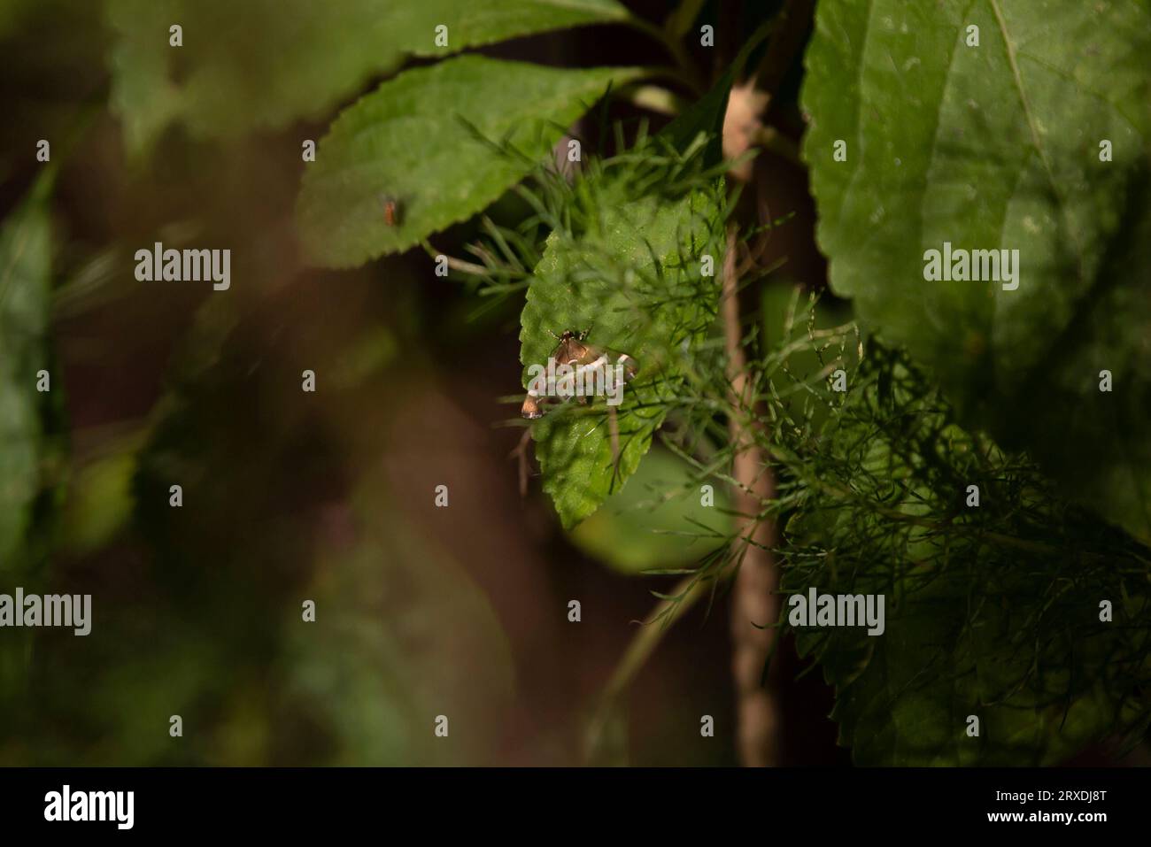 Teigne hawaïenne (Spoladea recurvalis) sur une plante verte Banque D'Images