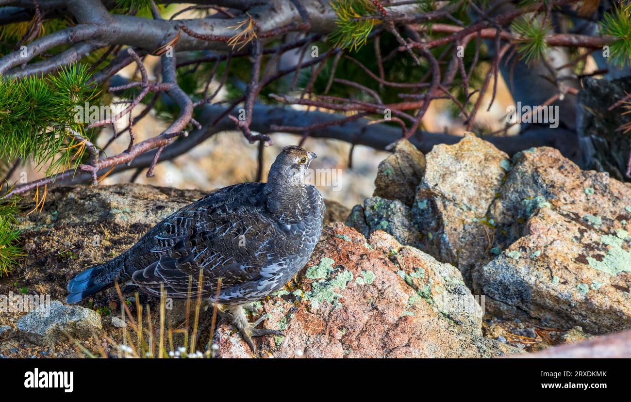 Grouse sombre femelle ou Grouse bleu (Dendragapus obscurus) dans le parc national des montagnes Rocheuses, Colorado Banque D'Images