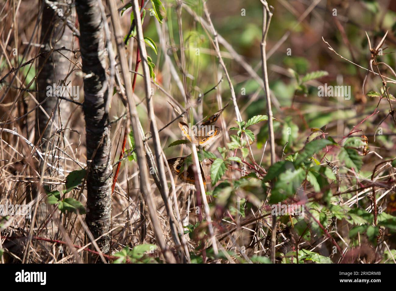 Trois papillons buckeye communs (Junonia coenia) à feuillage dense Banque D'Images