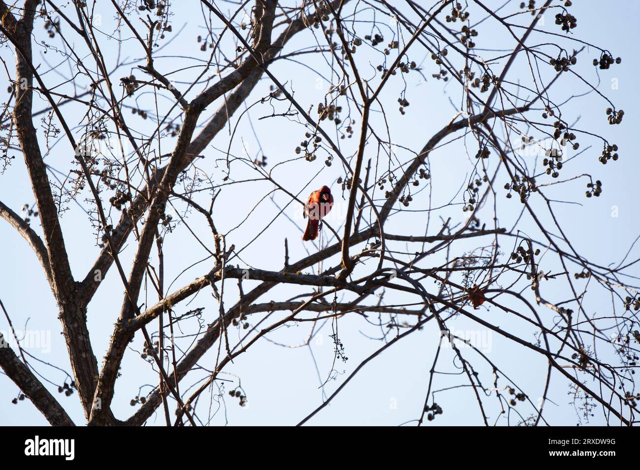 Cardinal nord mâle (Cardinalis cardinalis) se penchant d'une branche pour prendre son envol contre un ciel gris bleuâtre Banque D'Images