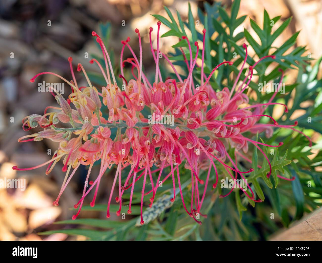 Fleur jaune et rouge de Grevillea Loopy Lou et jardin côtier australien Banque D'Images