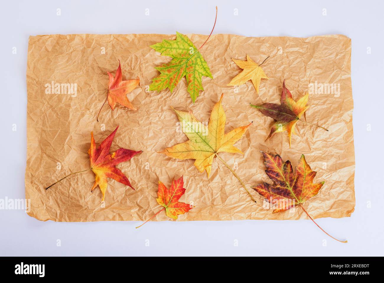 Feuilles d'automne colorées sur papier artisanal, fond blanc. Concept d'automne. Vue de dessus, pose à plat. Banque D'Images