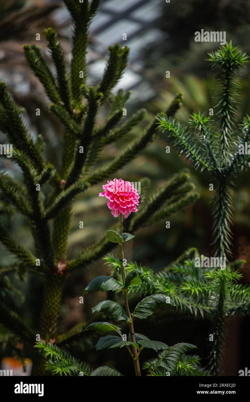 Fleur rose vif en fleur. Flower Dome, Gardens by the Bay, Singapour. Vue verticale. Banque D'Images