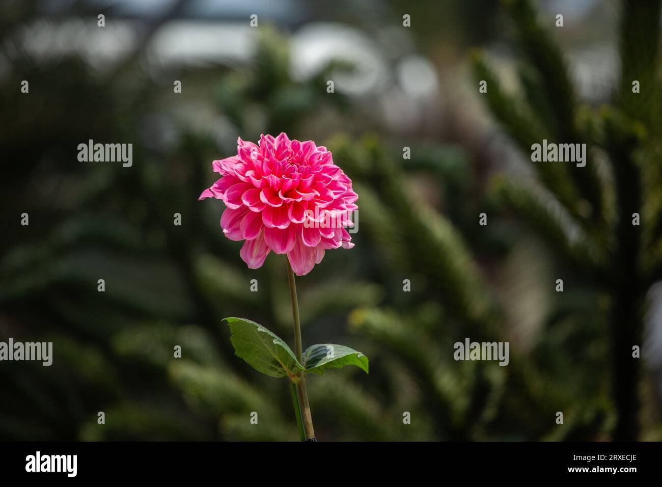 Fleur rose vif en fleur. Flower Dome, Gardens by the Bay, Singapour. Banque D'Images