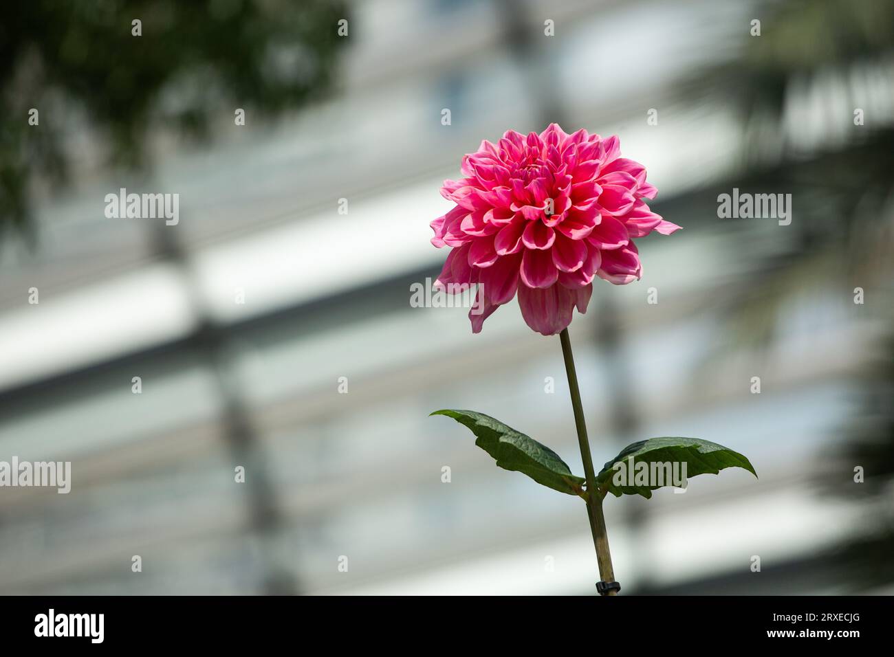 Fleur rose vif en fleur. Flower Dome, Gardens by the Bay, Singapour. Banque D'Images