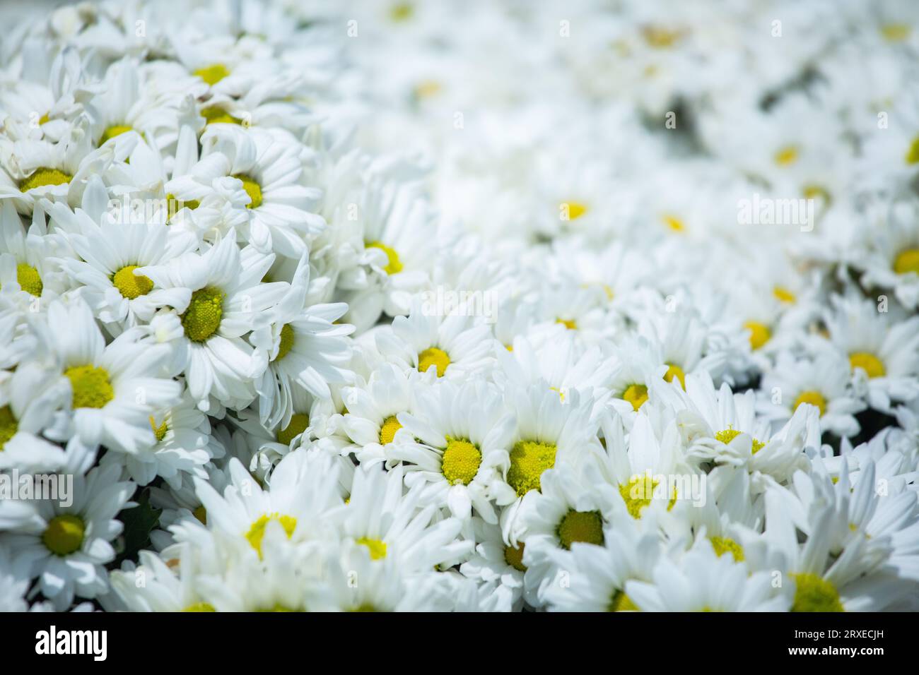 Fleurs blanches de chrysanthème. Flower Dome, Gardens by the Bay, Singapour. Symbolisent la pureté, la loyauté et le souvenir dans la culture occidentale. Banque D'Images