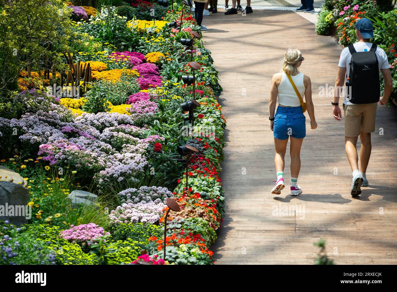 Les visiteurs de l'homme et de la femme marchent passent devant les fleurs de chrysanthème de fleurs belles et colorées dans Flower Dome, Gardens by the Bay, Singapour. Banque D'Images