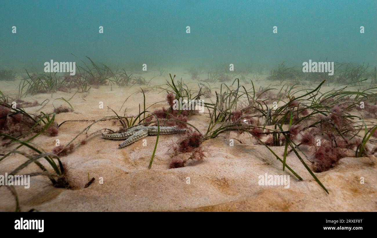 Étoile de mer épineuse dans une prairie d'herbiers marins subtidaux au large de la côte galloise, Royaume-Uni Banque D'Images