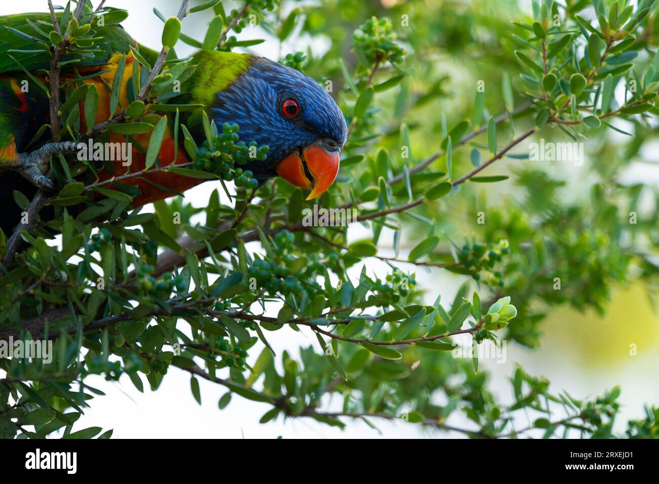 Rainbow Lorikeet petit déjeuner matinal dans le Bush australien Banque D'Images