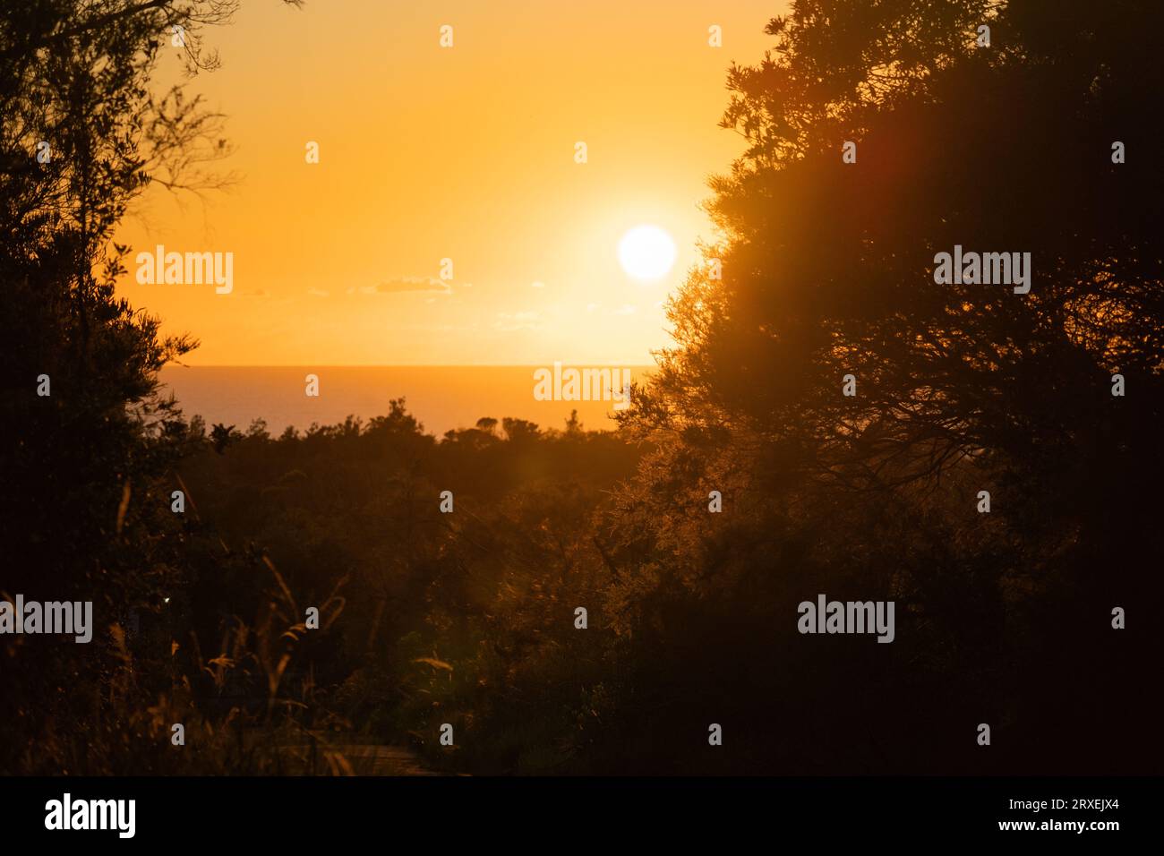 Lever de soleil matinal dans le Bush australien Banque D'Images