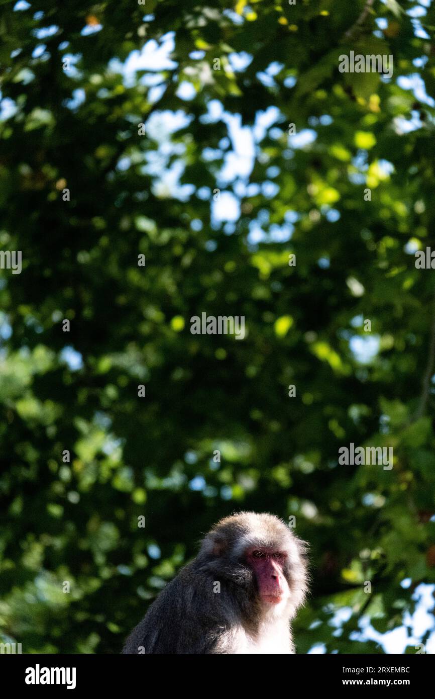 Pays-Bas, Amsterdam le 2022-09-22. Photographie animalière d'un macaque Japonais au zoo Artis à Amsterdam. Photographie de Martin Bertrand. Pays-Bas, Am Banque D'Images