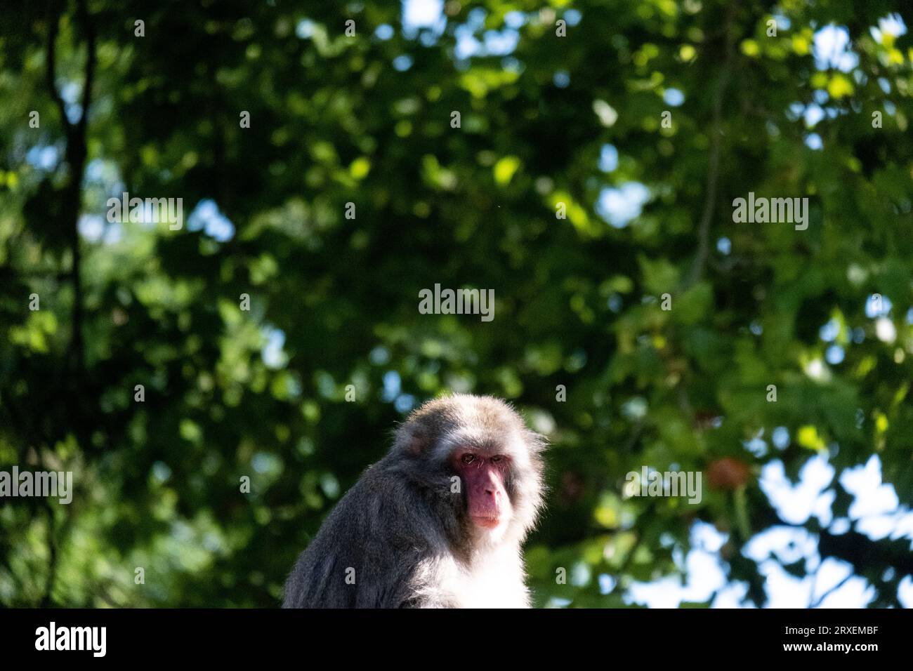 Pays-Bas, Amsterdam le 2022-09-22. Photographie animalière d'un macaque Japonais au zoo Artis à Amsterdam. Photographie de Martin Bertrand. Pays-Bas, Am Banque D'Images