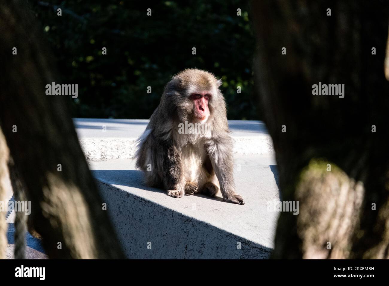 Pays-Bas, Amsterdam le 2022-09-22. Photographie animalière d'un macaque Japonais au zoo Artis à Amsterdam. Photographie de Martin Bertrand. Pays-Bas, Am Banque D'Images