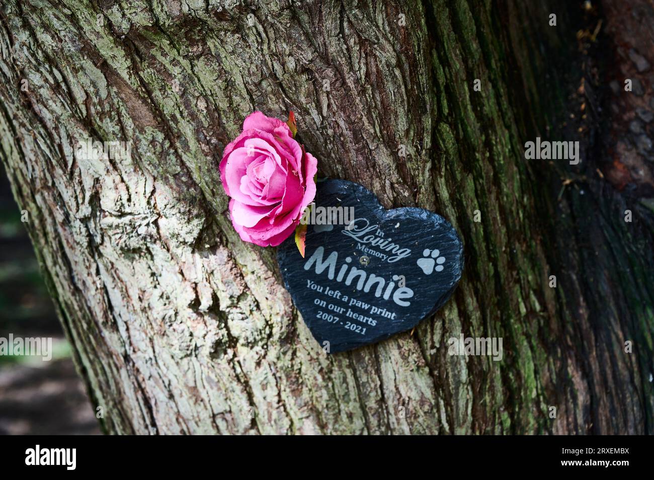 Rose et plaque dédiée à l'animal de compagnie mort de la famille et attachée à un arbre Banque D'Images