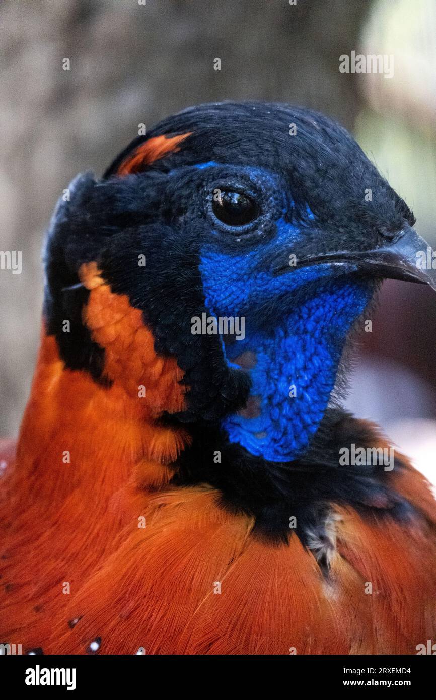 Pays-Bas, Amsterdam le 2022-09-22. Photographie animalière au zoo Artis à Amsterdam. Photographie de Martin Bertrand. Pays-Bas, Amsterdam le 2022-09-22. Banque D'Images