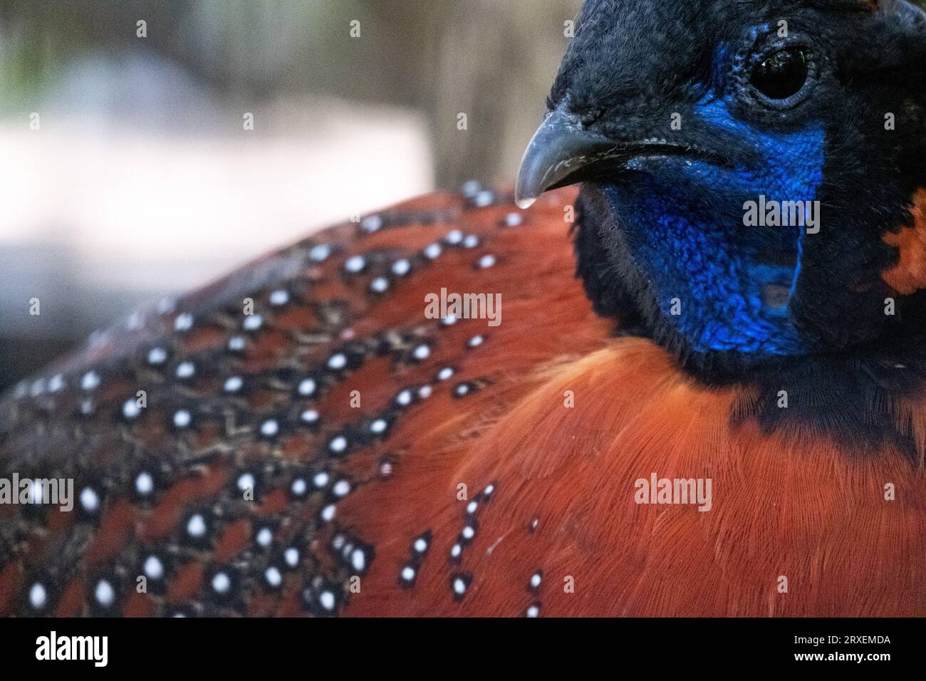 Pays-Bas, Amsterdam le 2022-09-22. Photographie animalière au zoo Artis à Amsterdam. Photographie de Martin Bertrand. Pays-Bas, Amsterdam le 2022-09-22. Banque D'Images