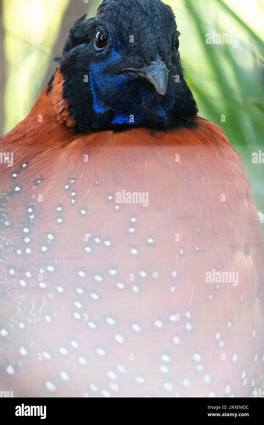 Pays-Bas, Amsterdam le 2022-09-22. Photographie animalière au zoo Artis à Amsterdam. Photographie de Martin Bertrand. Pays-Bas, Amsterdam le 2022-09-22. Banque D'Images