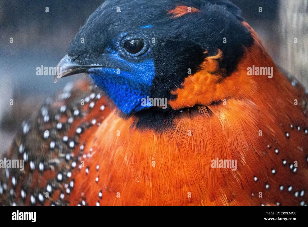 Pays-Bas, Amsterdam le 2022-09-22. Photographie animalière au zoo Artis à Amsterdam. Photographie de Martin Bertrand. Pays-Bas, Amsterdam le 2022-09-22. Banque D'Images