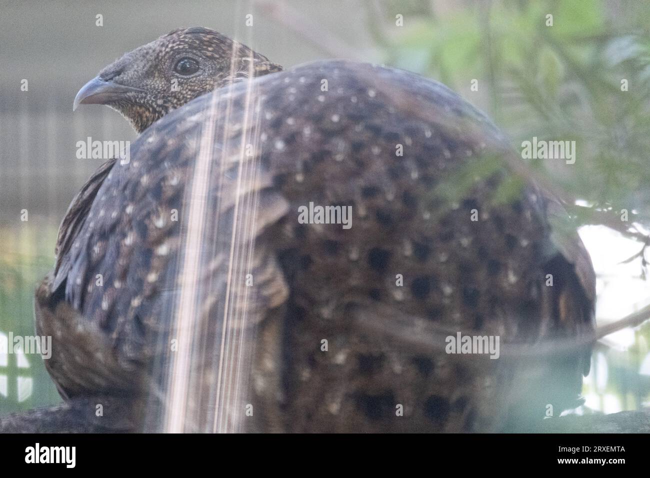 Pays-Bas, Amsterdam le 2022-09-22. Photographie animalière au zoo Artis à Amsterdam. Photographie de Martin Bertrand. Pays-Bas, Amsterdam le 2022-09-22. Banque D'Images