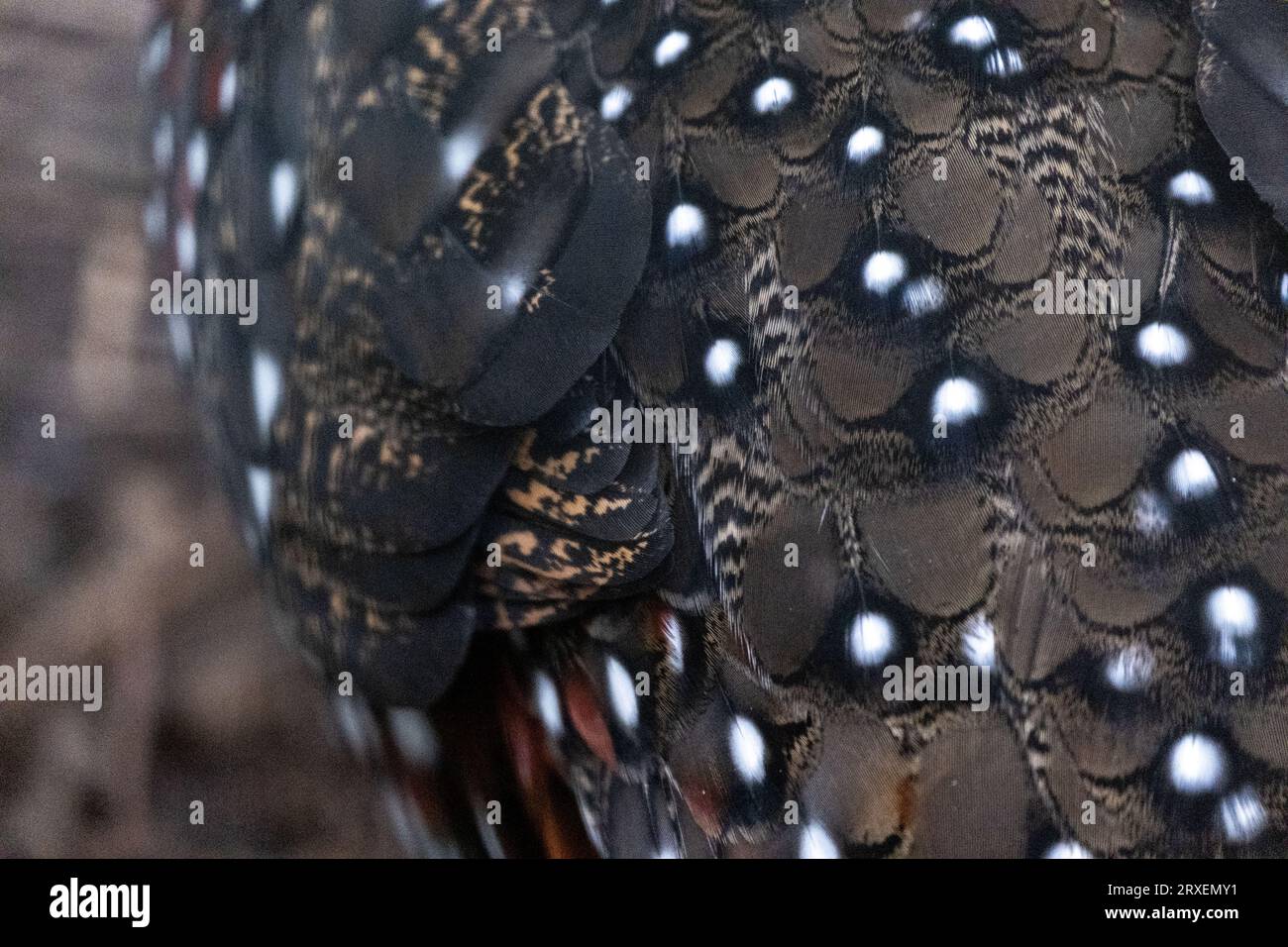 Pays-Bas, Amsterdam le 2022-09-22. Photographie animalière au zoo Artis à Amsterdam. Photographie de Martin Bertrand. Pays-Bas, Amsterdam le 2022-09-22. Banque D'Images