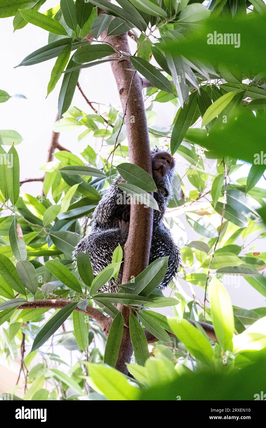 Pays-Bas, Amsterdam le 2022-09-22. Photographie animalière au zoo Artis à Amsterdam. Photographie de Martin Bertrand. Pays-Bas, Amsterdam le 2022-09-22. Banque D'Images