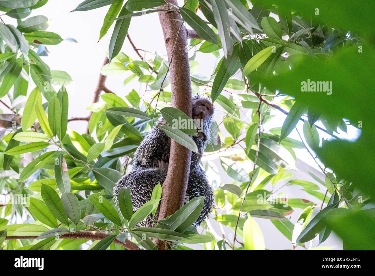 Pays-Bas, Amsterdam le 2022-09-22. Photographie animalière au zoo Artis à Amsterdam. Photographie de Martin Bertrand. Pays-Bas, Amsterdam le 2022-09-22. Banque D'Images